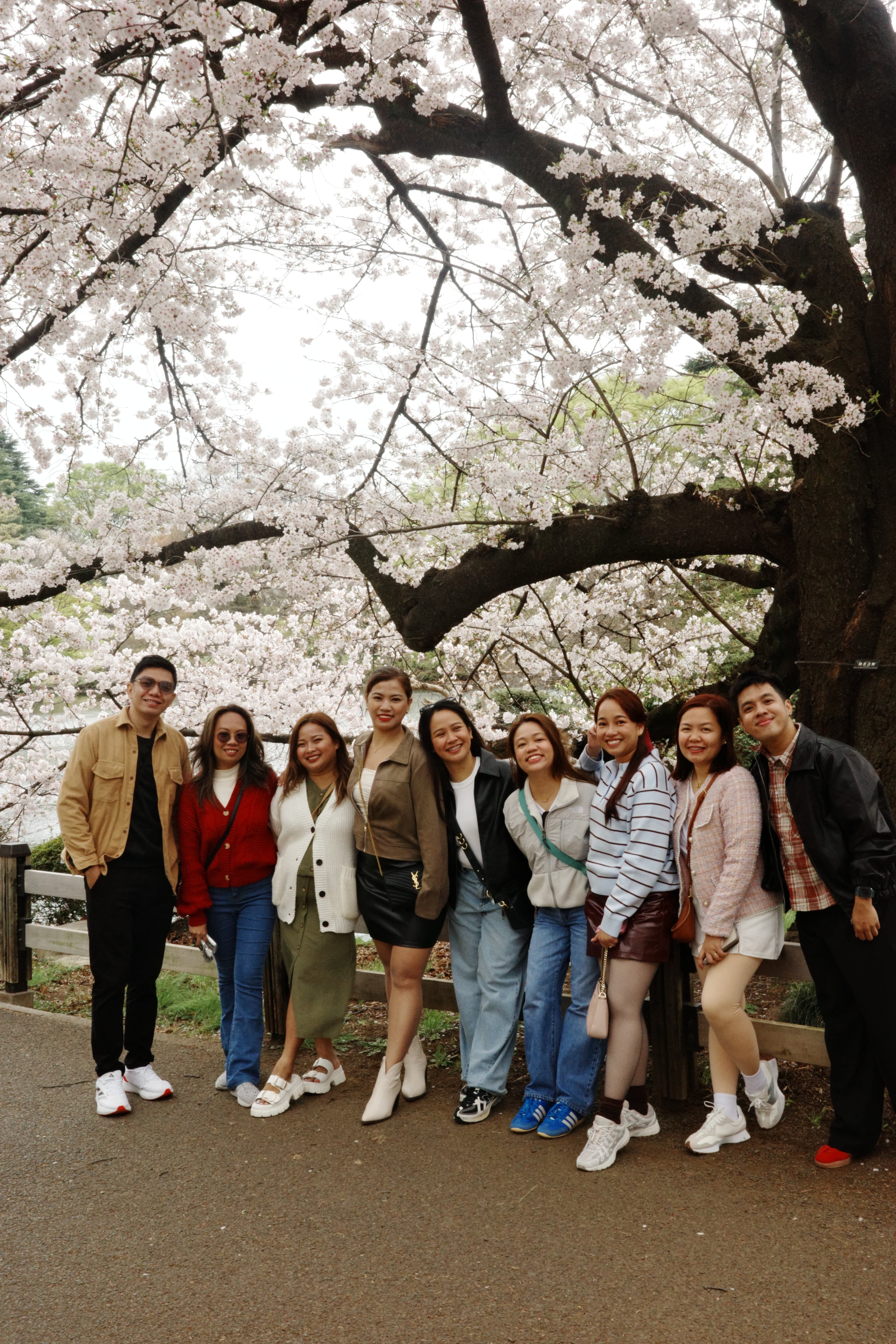 Cherry blossom trees