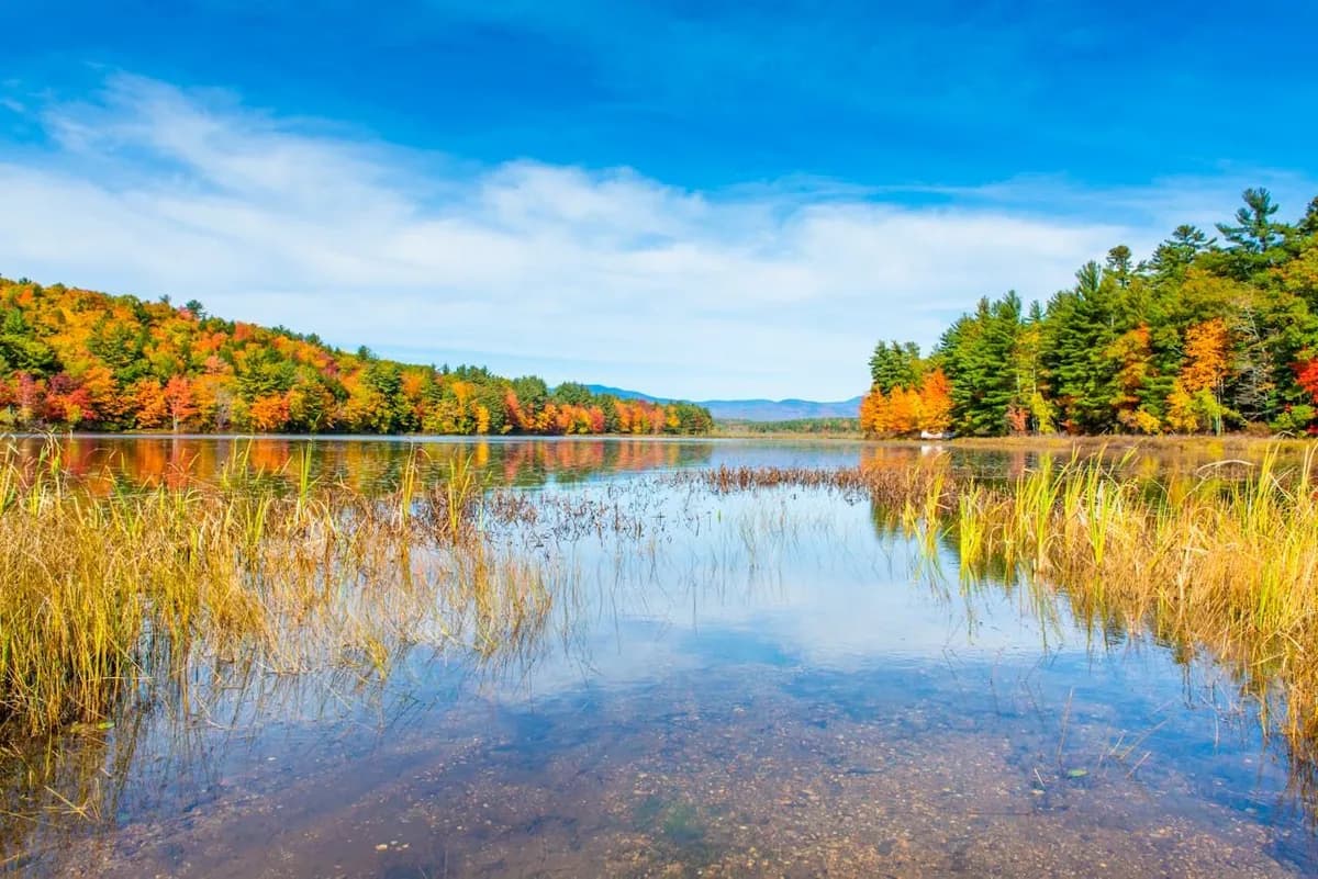 Does New Hampshire Have a Sales Tax? Everything You Should Know